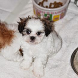 Mal-Shi and Maltese Puppies from Rockin Rivers AKC Maltese & Malshi's