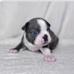 Diamond - Blue female Boston Terrier puppy in West Jefferson, Ohio from Kline Kennels
