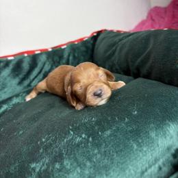 Eleanor - Wheaten female Dachshund puppy in Lake City, Florida from My Ditzy Doxies of Florida
