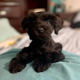 Abigail Rose - Black female Miniature Schnauzer puppy in Interlachen, Florida from Pam's Schnauzers