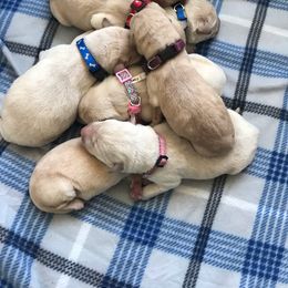 Labrador Retriever Puppies from White Mountain Kennels