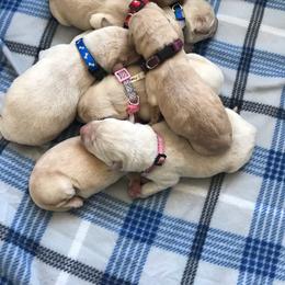 Labrador Retriever Puppies from White Mountain Kennels