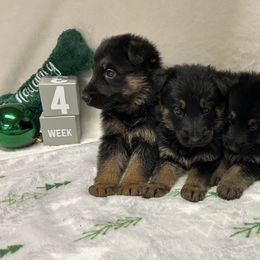 Boy 3 - Black and tan male German Shepherd puppy in Stanardsville, Virginia from Majestic K9 LLC