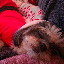 Teddy - Shih Tzu