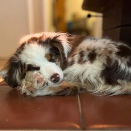 Aussiedoodle and Miniature Australian Shepherd Puppies from Maple Ridge Mini Aussies