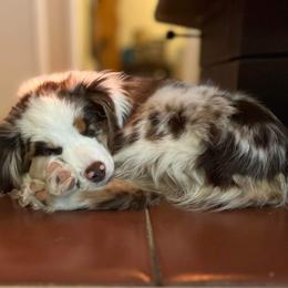 Aussiedoodle and Miniature Australian Shepherd Puppies from Maple Ridge Mini Aussies