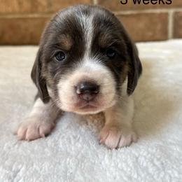 Ketty - Blue tan and white female Beagle puppy in Rogersville, Missouri from Hales Little Beagle Haven