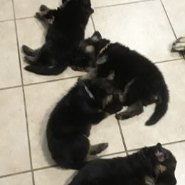 German Shepherd Puppies from Von Jo-Rielle Kennel