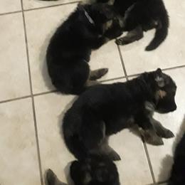 German Shepherd Puppies from Von Jo-Rielle Kennel