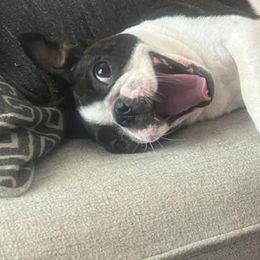Boston Terriers from Down South Bostons