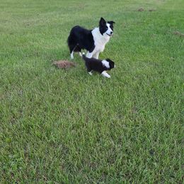 Border Collie Puppies from K&R RANCH.