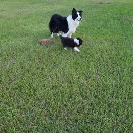 Border Collie Puppies from K&R RANCH.