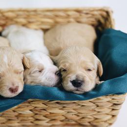 Mercedes - Apricot female Goldendoodle puppy in Pleasant Grove, Utah from Canterbury Canines