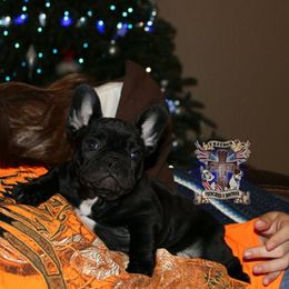 Boston Terrier and French Bulldog Puppies from Freedom Bostons