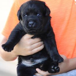 Blue collar male - Black male Labrador Retriever puppy in Marysville, California from Britt Labradors