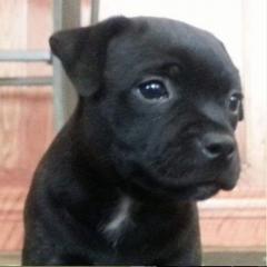 Staffordshire Bull Terriers from Chavier Staffords