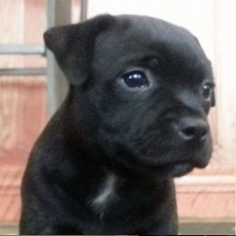 Staffordshire Bull Terriers from Chavier Staffords