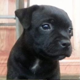 Staffordshire Bull Terriers from Chavier Staffords