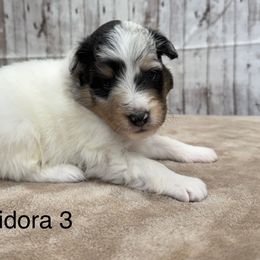 Fidora - White blue merle and tan female Shetland Sheepdog puppy in Abilene, Texas from Double Dare Shelties