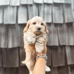 Jam - Yellow and white female Bernedoodle puppy in Shingle Springs, California from Kindred Oak Goldendoodles
