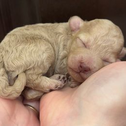 Cumin - Cream female Poodle puppy in Haines City, Florida from Noelle Poodles