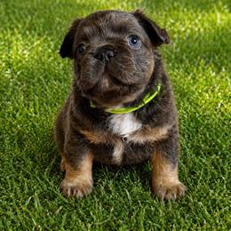 Clover - Blue female French Bulldog puppy in Greenville, Texas from Lovey’s Frenchies