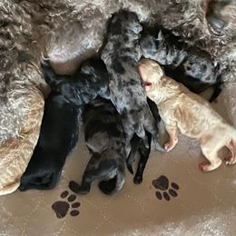 Male 1 apricot - Apricot male Goldendoodle puppy in Greenville, South Carolina from Law Doodles of SC