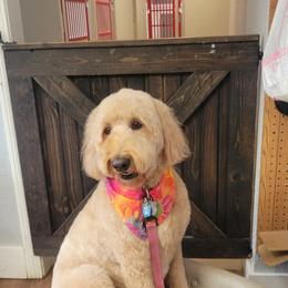 MOLLY - Goldendoodle