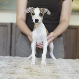 Trixie - White and red brindle female Whippet puppy in Atlanta, Georgia from Sinaj