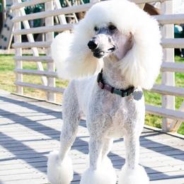 Stella - Poodle
