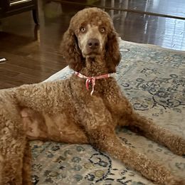 French Bulldogs and Poodles from Johnson Kennels