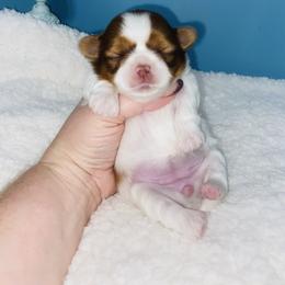 Lily - Liver and white female Shih Tzu puppy in Hawthorne, Florida from Simply Southern Shihtzus