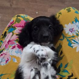Mr. Popper - Piebald male Dachshund puppy in Cowen, West Virginia from Bennett Babies