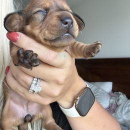 Daisy - Red female Dachshund puppy in Shakopee, Minnesota from Breakfast Club Dachshunds