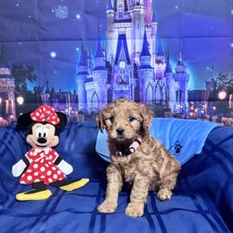 Minnie (Remi pink collar) - Red female Cavapoo puppy in Modesto, California from Molly n Friends