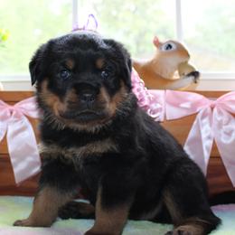 Pink - Black and mahogany female Rottweiler puppy in Goodwater, Alabama from Rom Haus Rottweilers, LLC