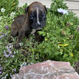 Ara - Brindle female Boxer puppy in Custer, South Dakota from Tracy's Boxers