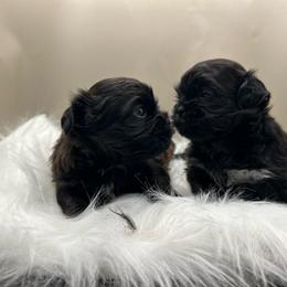 Shih Tzu puppies from Magnolia Small Breeds