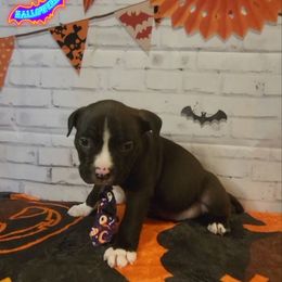 American Bully and Boston Terrier Puppies from Greenberg's Boston Terriers & Bullies of Metro Detroit