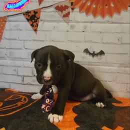 American Bully and Boston Terrier Puppies from Greenberg's Boston Terriers & Bullies of Metro Detroit