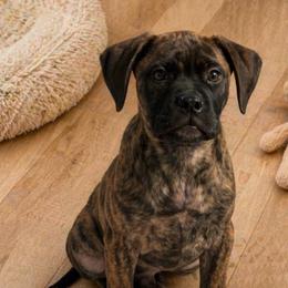 Silver - Red brindle male Bullmastiff puppy in South Attleboro, Massachusetts from Bessettes Bullies