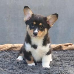 Lightning - Black and tan male Pembroke Welsh Corgi puppy in Fayetteville, Arkansas from Intergalactic Corgis