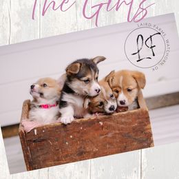 Pembroke Welsh Corgi Puppies from Laird Farms