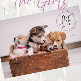 Pembroke Welsh Corgi Puppies from Laird Farms