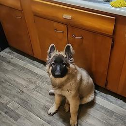 German Shepherd Puppies from Urekar Haus
