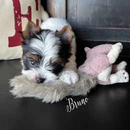 Biewer Terrier Puppies from Pure Delight’s