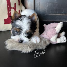 Biewer Terrier Puppies from Pure Delight’s