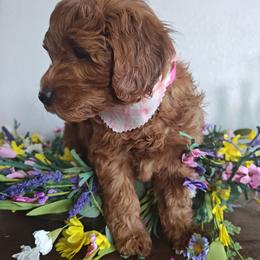 Ivy - Red female Bernedoodle puppy in South Jordan, Utah from Wasatch Pup