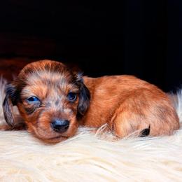 Archie - Dapple male Dachshund puppy in Washburn, Tennessee from Clinch Mountain Dachshunds