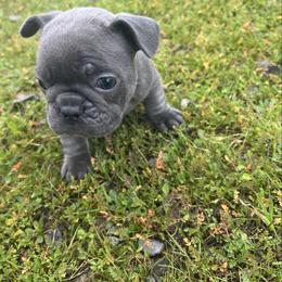 Juniper - Blue female French Bulldog puppy in Anderson, California from Wooftown Kennels